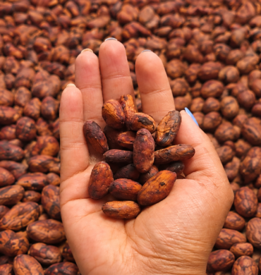 Portada-proyecto-cacao-Fiasa
