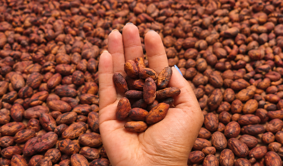 Portada-proyecto-cacao-Fiasa